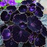 Фото профиля OmegaGenoERROR