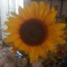 @usertablet12 profil fotoğrafı