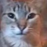 Profilbild von ay cabron