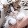 Фото профиля Meeww
