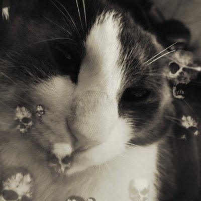 The Grand Sog's profile picture