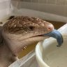 いり 的头像