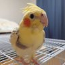 ぼん profil fotoğrafı