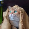 Хулахуп profil fotoğrafı