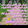 اللبان العماني الفاخر بكافة أنواعه0096892719296 的头像