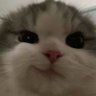 Profilbild von veeicz (120 fps)