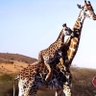 Abdinasir profil fotoğrafı