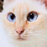 Profilbild von ねこじま