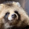 Фото профиля Tanuki | Png Debut in June