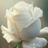 Фото профиля Veronica Josephine Chung