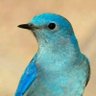 Profilbild von birdblue