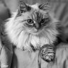 Xavigatsiberià's profile picture