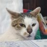 CMD profil fotoğrafı
