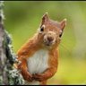squirrel-there's profile picture
