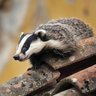 Badgerontheroof's profile picture