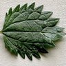 Stinkin' Nettle (He/Him) profil fotoğrafı
