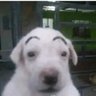 two flip two flap's profile picture