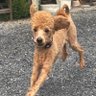 にゃんこ😷🌽 的头像