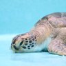 みーはま🐢🌈 profil fotoğrafı
