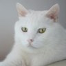 Profilbild von yaso