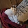 Elena. profil fotoğrafı