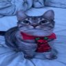 Kammy's profile picture