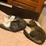 あんこきなこ profil fotoğrafı