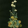 Фото профиля penu sr