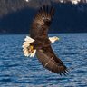 Eagle's profile picture