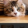 やぁとかず profil fotoğrafı