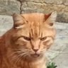 буревестник's profile picture