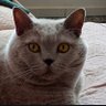 Jotene's profile picture