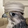 sn3ose's profile picture