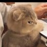 taha 的头像