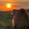Sun's profile picture