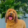 Фото профиля The Dood