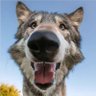 Profilbild von Syr