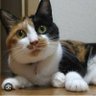 Profilbild von 三毛猫🐱