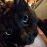J. Oliver Lipinski's profile picture