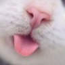 Curious Cat 的头像