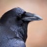 Profilbild von The Raven