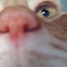 Si bueno, y por qué no?'s profile picture