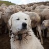 nukedad.eth profil fotoğrafı