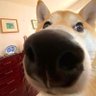 Profilbild von 李纲