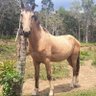 Frank the horse profil fotoğrafı