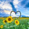 向日葵🌻's profile picture