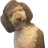 Carefree Pod's profile picture