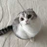 Cato 的头像