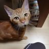 黒猫's profile picture
