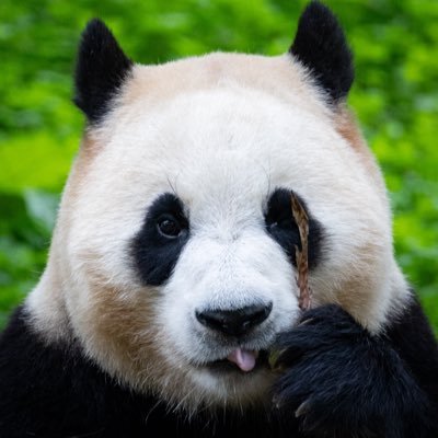 내셔널바오그래픽's profile picture